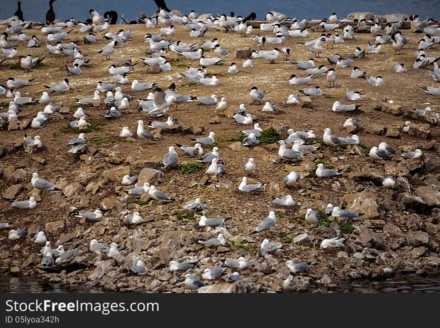 Seagulls meeting on the ground