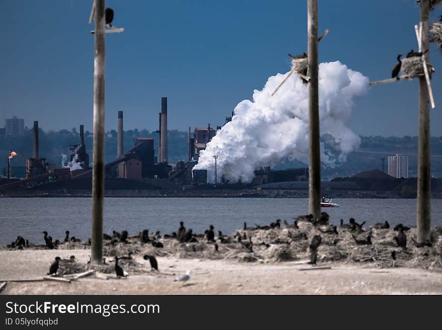 The view of black birds island on the background of smoking pipe of industrial plant. The view of black birds island on the background of smoking pipe of industrial plant