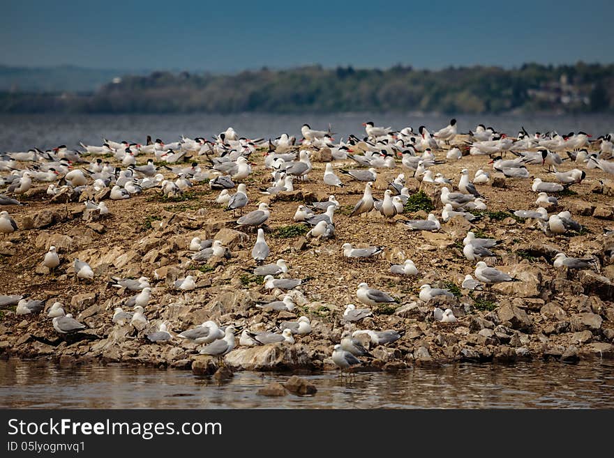 The harbor of seagulls on the island. The harbor of seagulls on the island