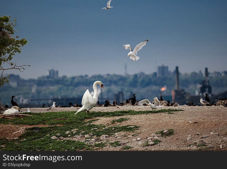 The battle between swan and seagull