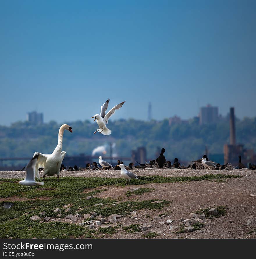 The fight between  swan and seagull