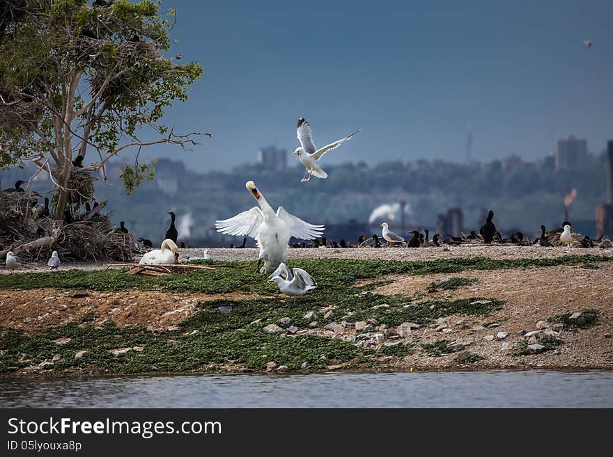 The fight for territory on birds island between seagull and white swan. The fight for territory on birds island between seagull and white swan