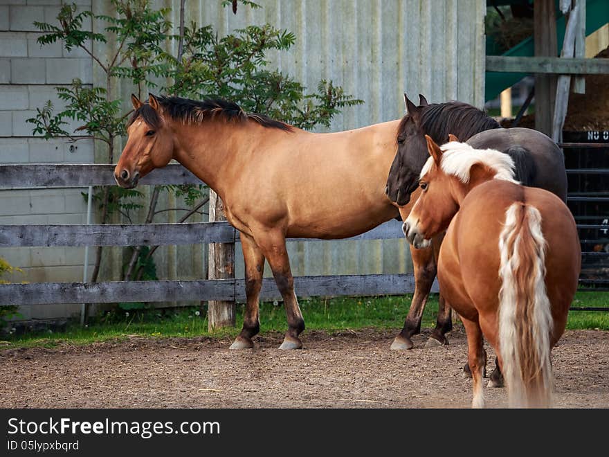 Three Horses Standing On The Farm