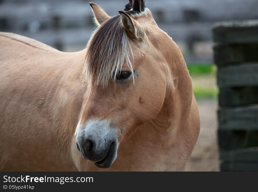 The portrait of friendly light brown horse. The portrait of friendly light brown horse