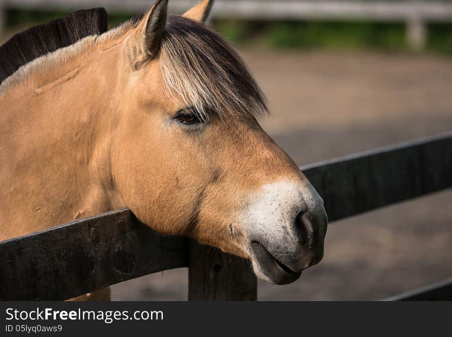 Friendly Brown Horse Portrait