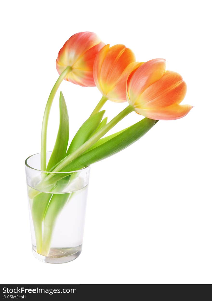 Tulips in the vase isolated on white background