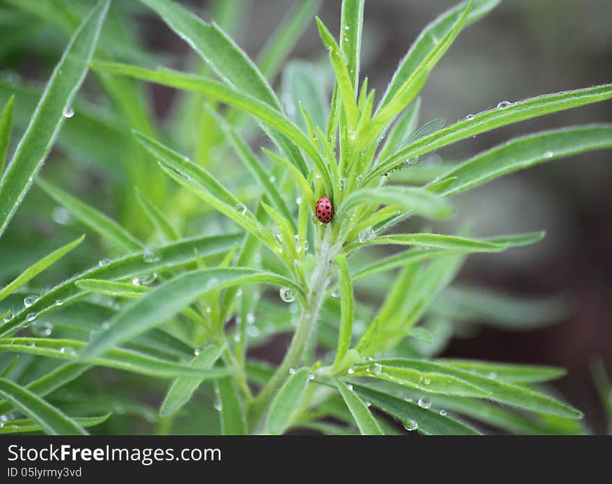 Ladybird on leaves