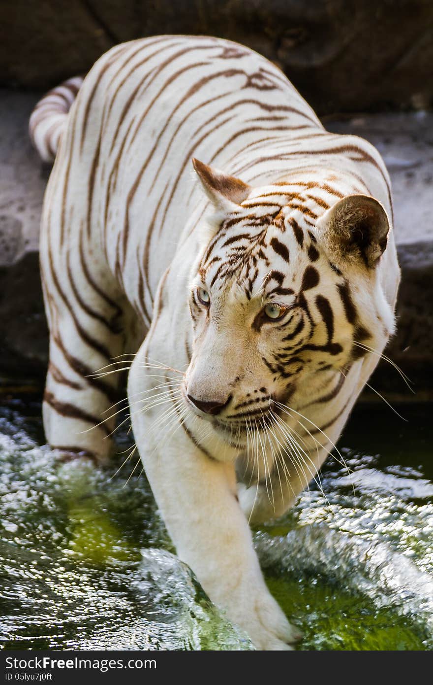 White Tiger