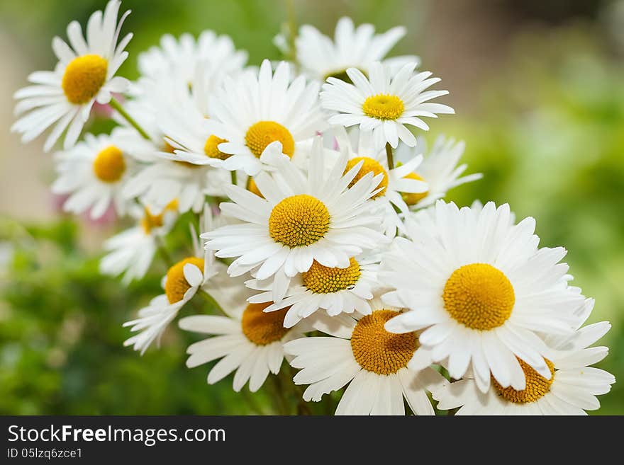 Detail of daisy flower with shallow focus