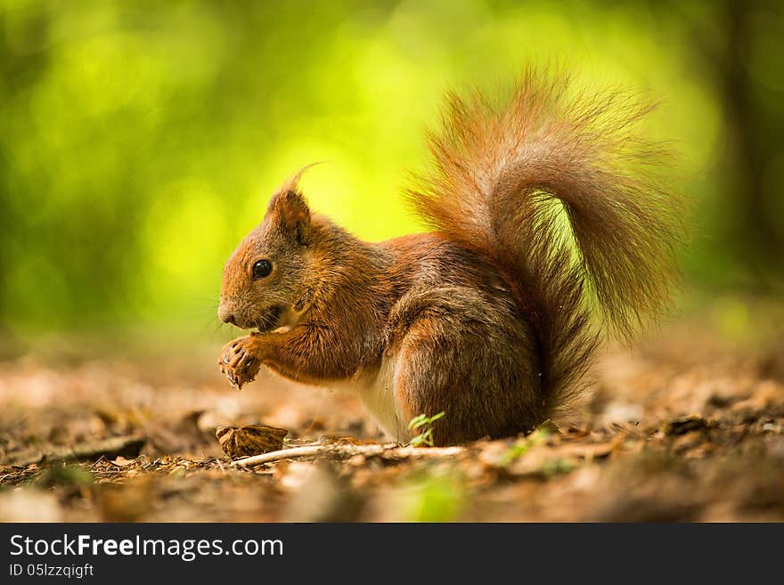 Squirrel eats a nut in the grass