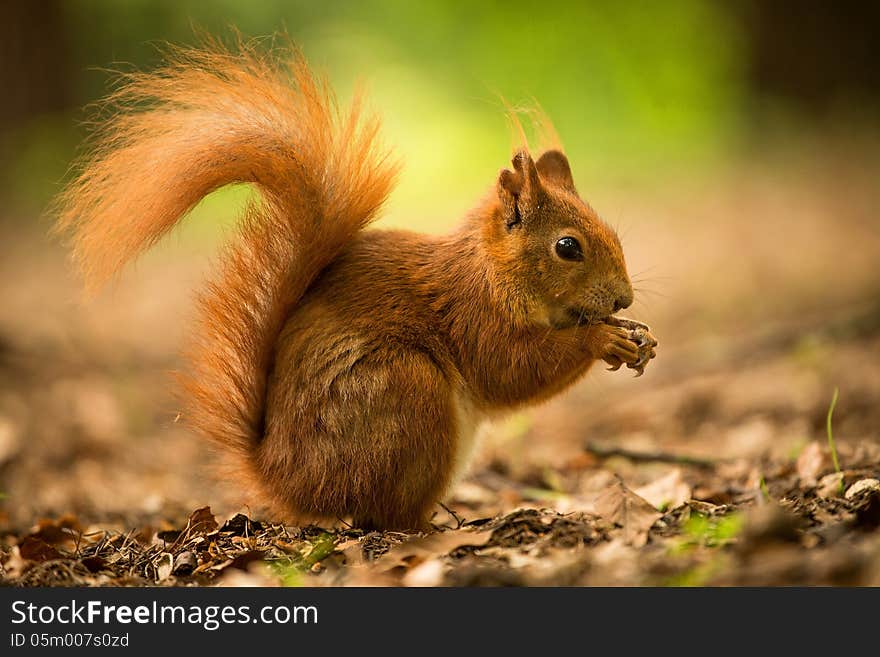 Squirrel eats a nut in the grass