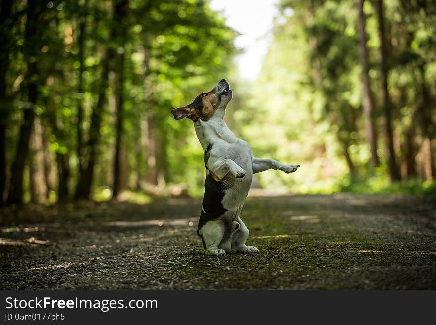 Jack russel terrier standing on hind