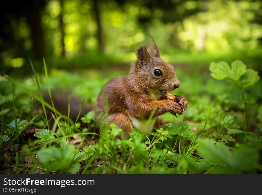 Squirrel eats a nut in the grass