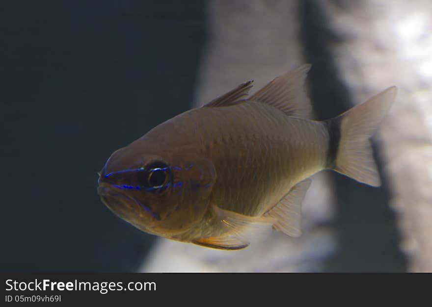 Fish Ring-tailed Cardinalfish.