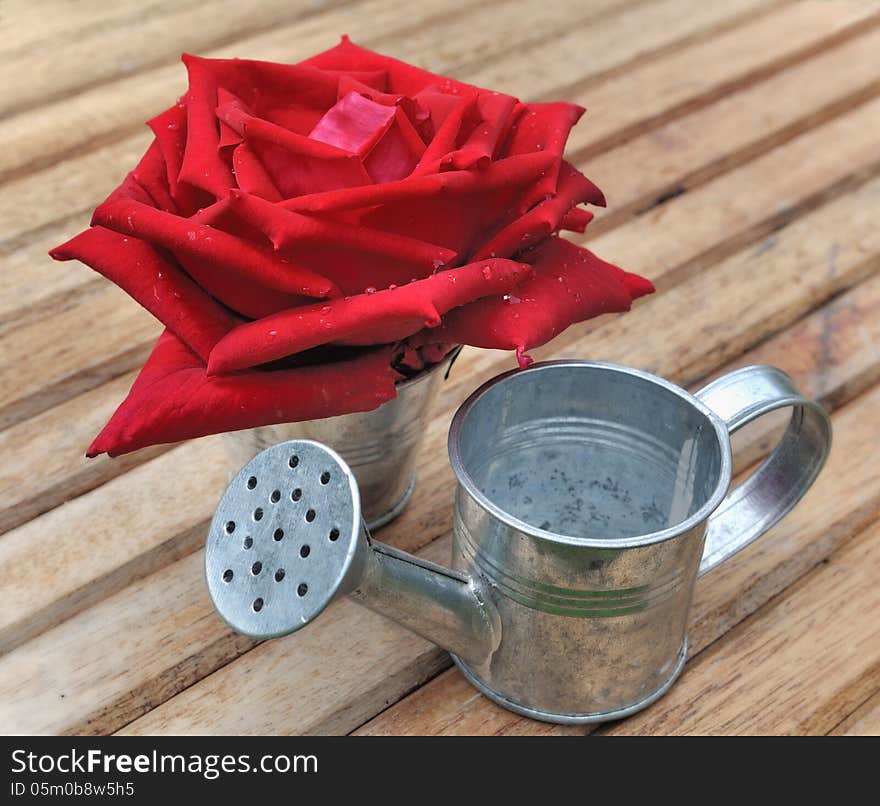 Red rose in small metal pot placed on a wooden table. Red rose in small metal pot placed on a wooden table