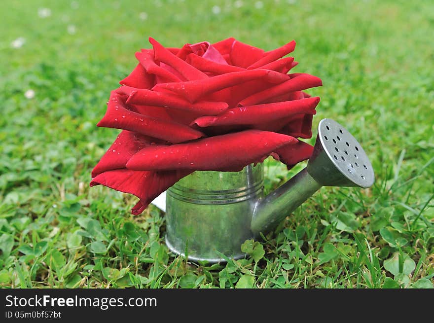 Red rose in a small metal watering can posed in the grass. Red rose in a small metal watering can posed in the grass