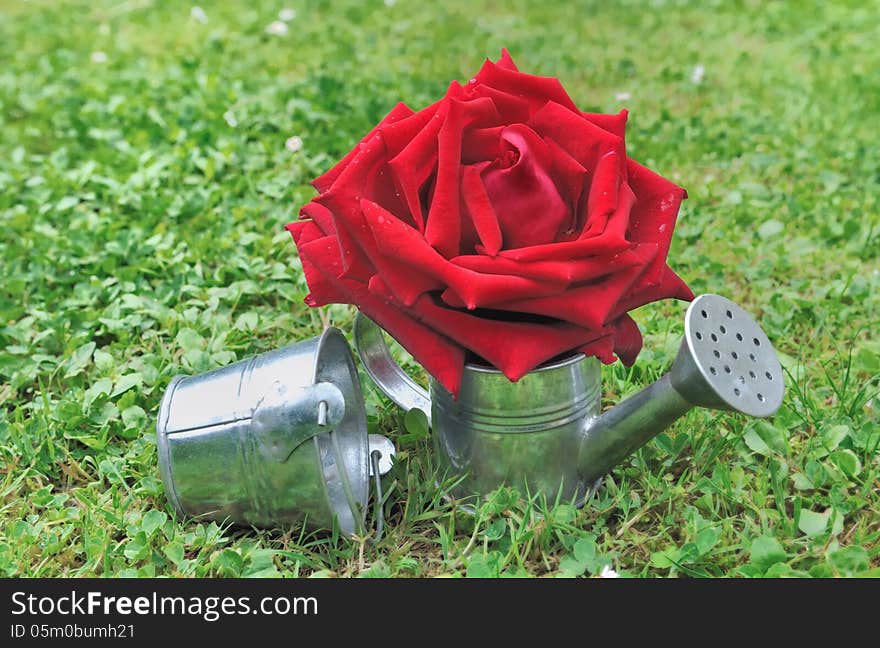 Red rose in watering can