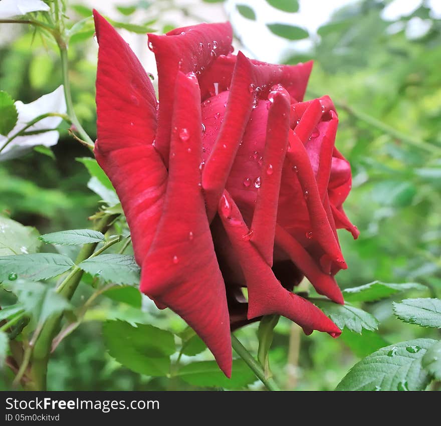 Dew on red rose