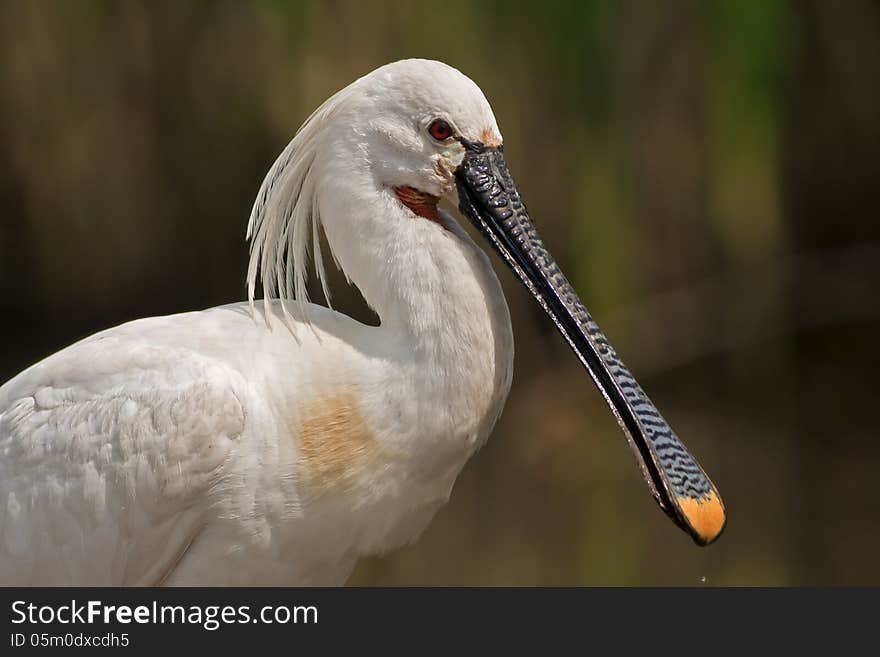 Beautiful Spoonbill close up portrait. Beautiful Spoonbill close up portrait