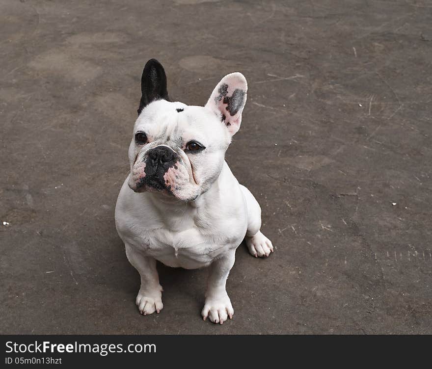 Beautiful french buldog in a garden