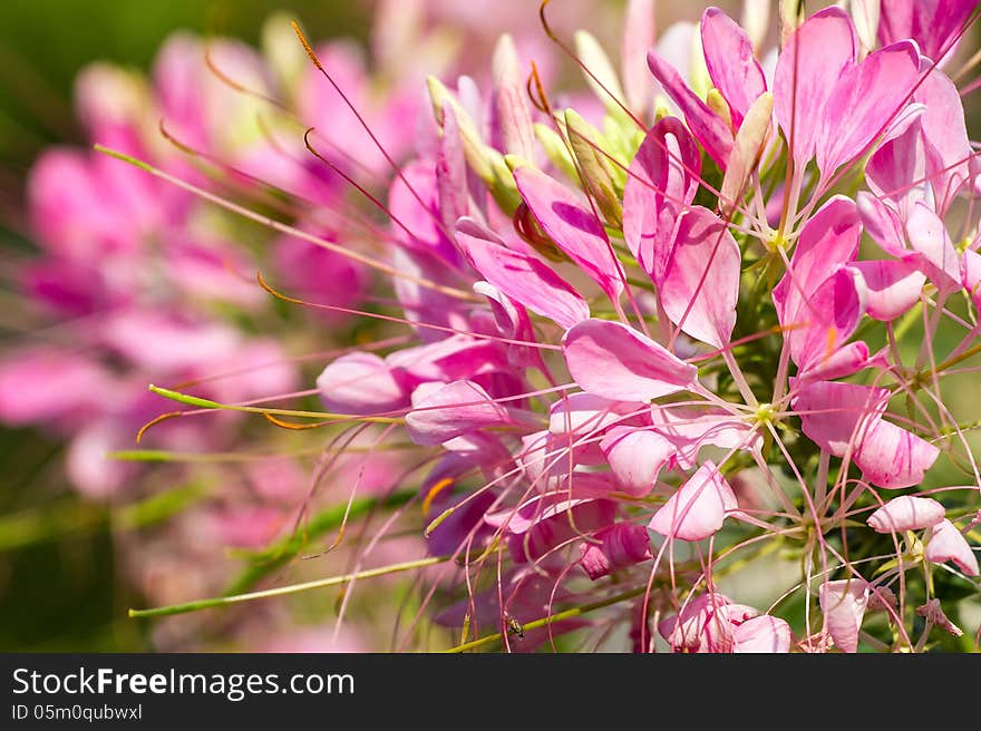 Small pretty pink flowers blooming in a garden