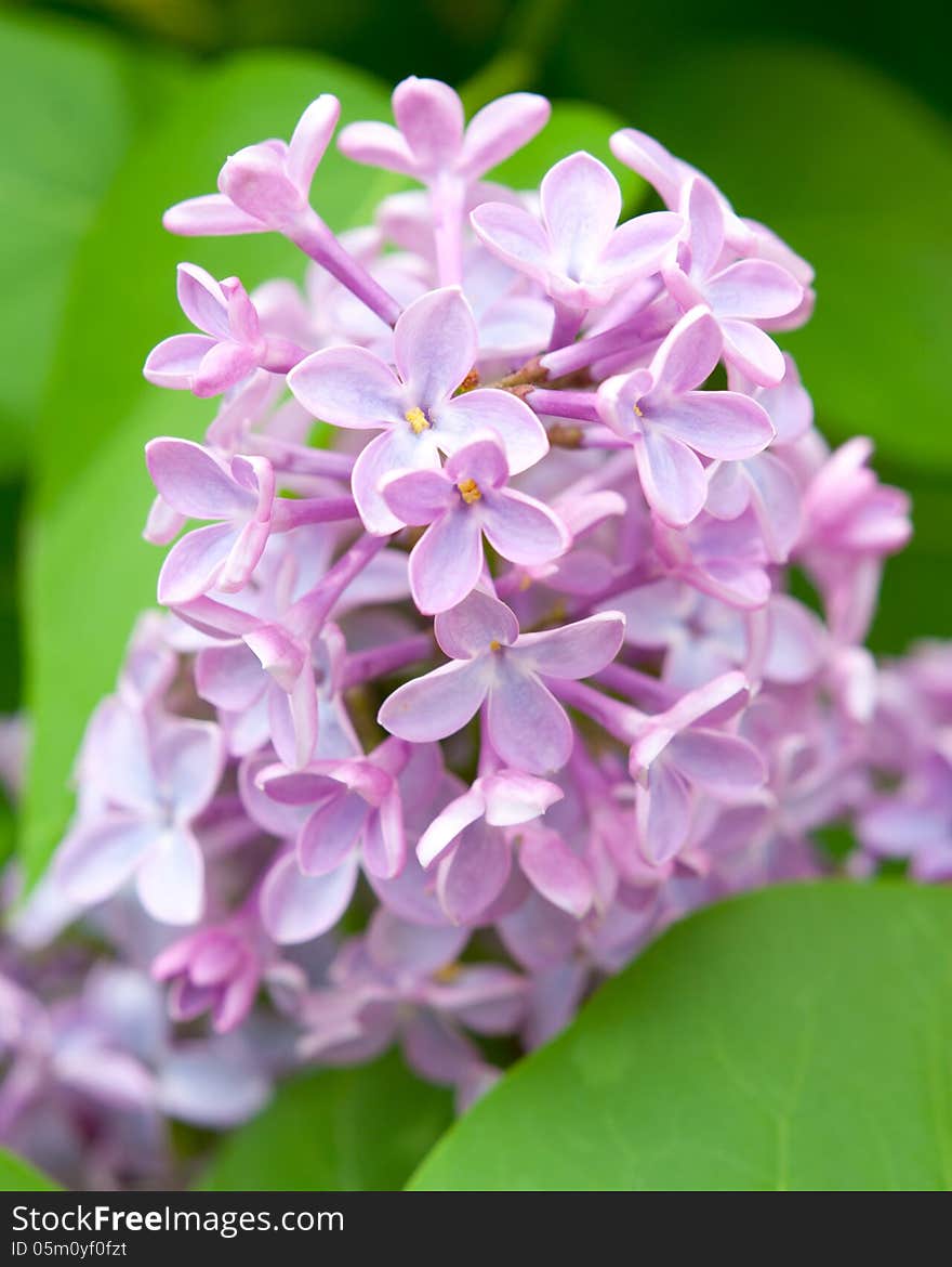 The blossoming lilac