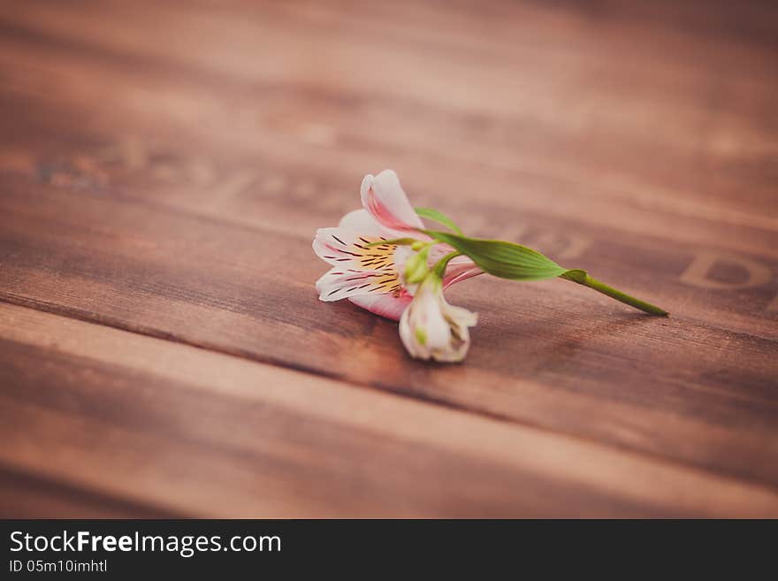 Fresh chamomile flowers on the wooden table. See my other works in portfolio.