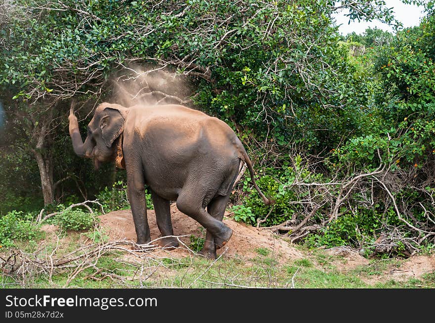 Wild Elephant in Yala National Park, Sri Lanka