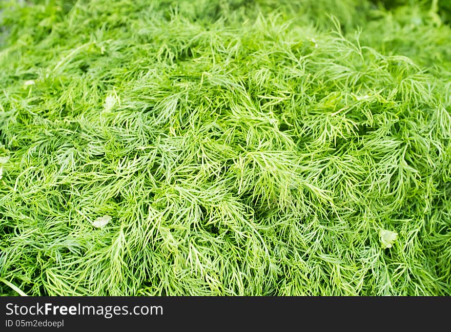 Close up photograph of a Fresh Bunch of Dill. Close up photograph of a Fresh Bunch of Dill