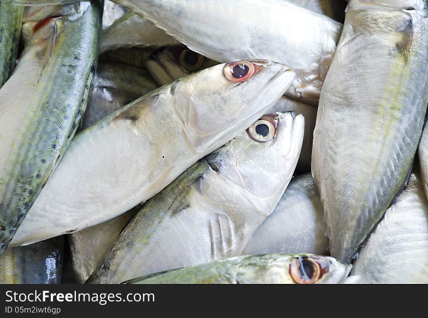 Fresh raw mackerel fish in market. Fresh raw mackerel fish in market.