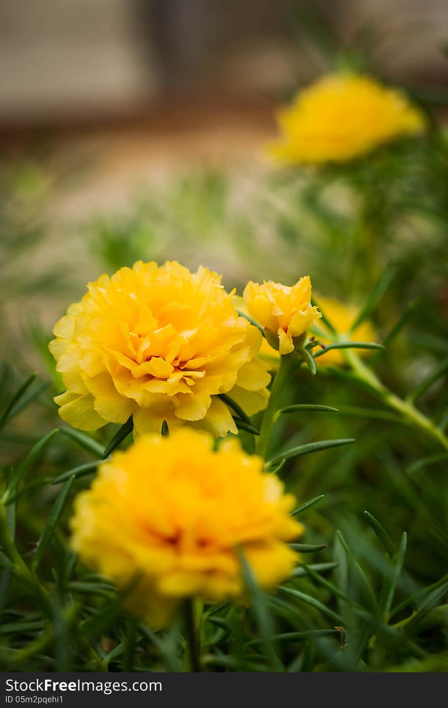 Yellow Portulaca Flower