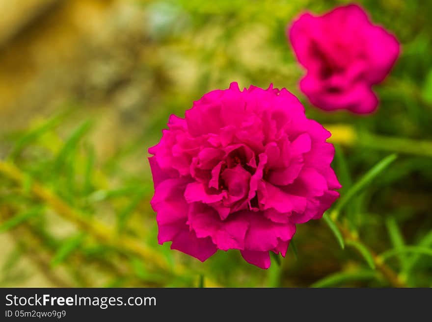 Purple Portulaca Flower