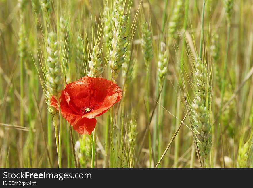 Wheat and poppy