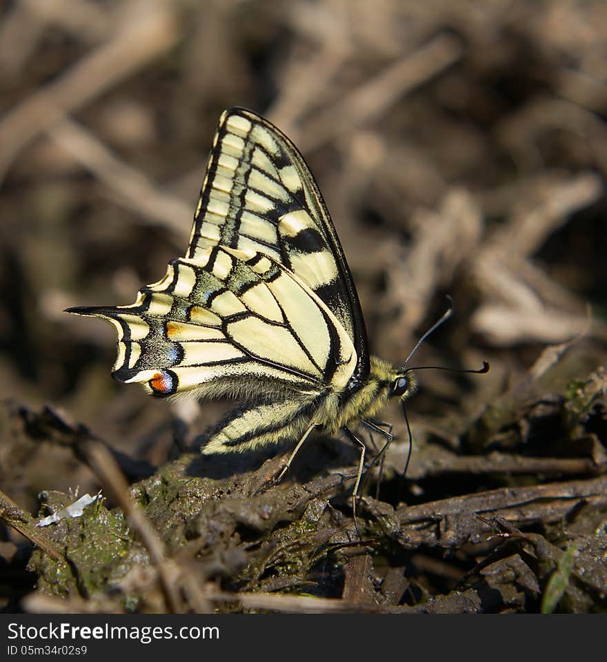 Swallowtail butterfly