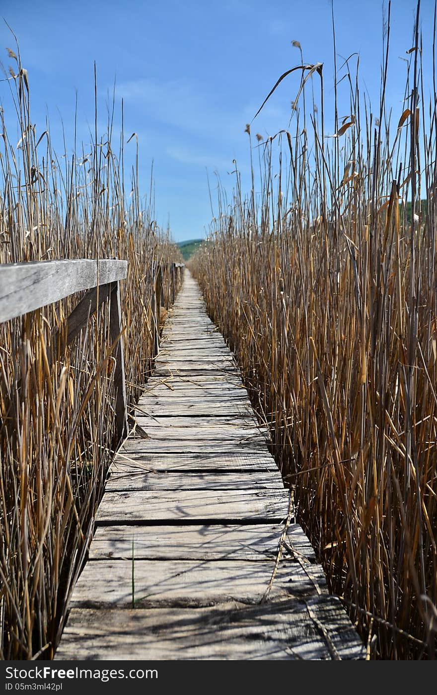 Wooden footbridge at reed reserve.