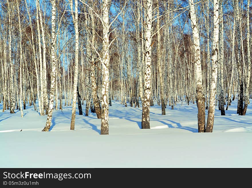 In a birchwood in the winter there is a ringing silence