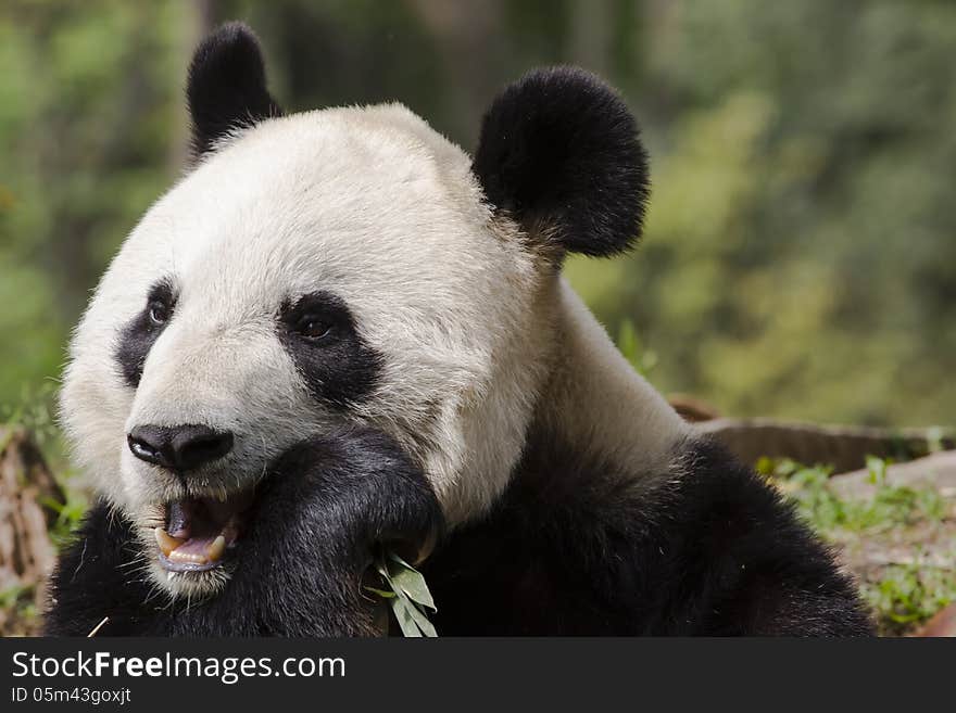 Giant Panda Bear Chewing On Bamboo