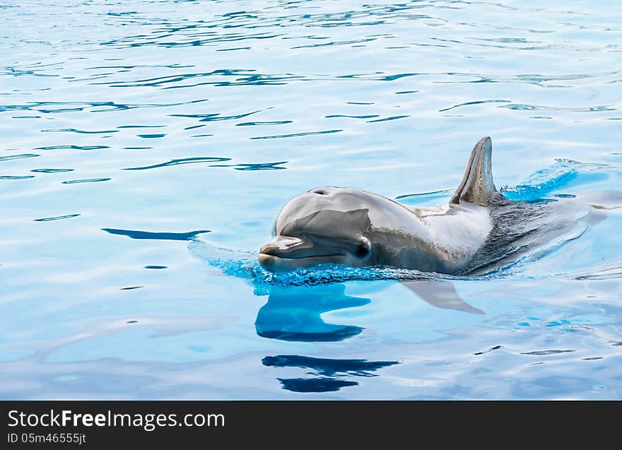 Portrait of a dolphin in clear blue water. Portrait of a dolphin in clear blue water.