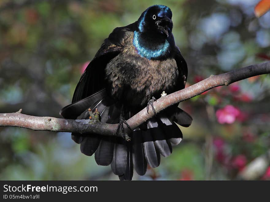 This grackle in our yard was showing how beautiful and shiny he was in a method called displaying. This grackle in our yard was showing how beautiful and shiny he was in a method called displaying.