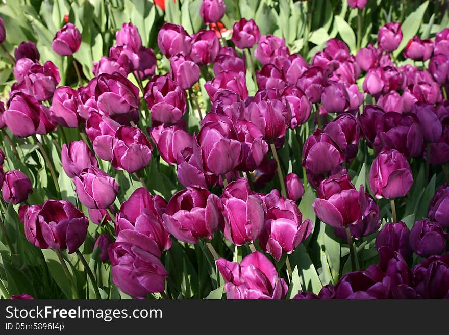 Garden flowers