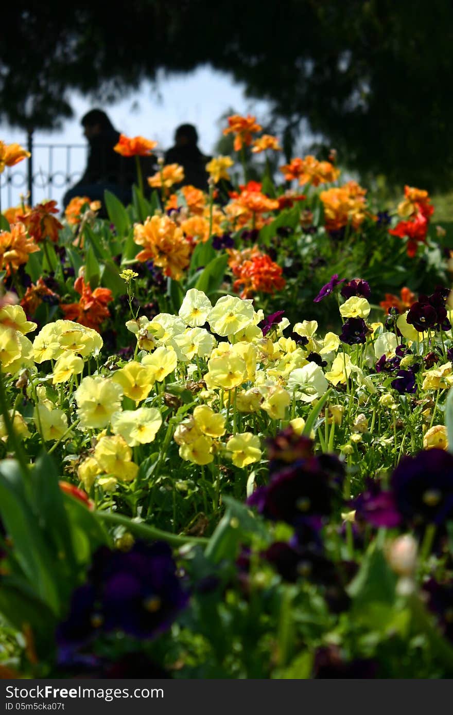 Photo of beautiful garden flowers