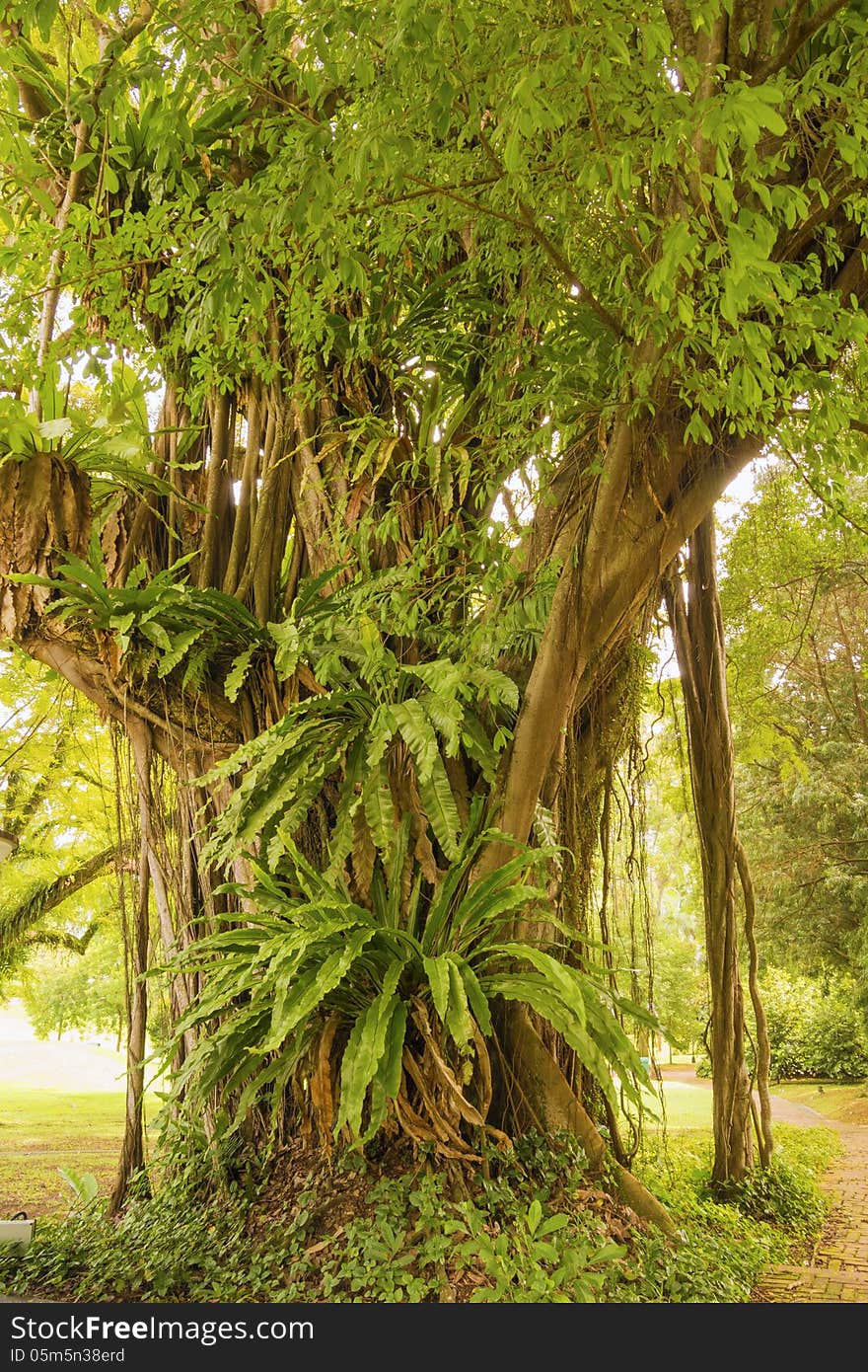 Great banyan tree with a lot of different plant grows on it's roots. Great banyan tree with a lot of different plant grows on it's roots