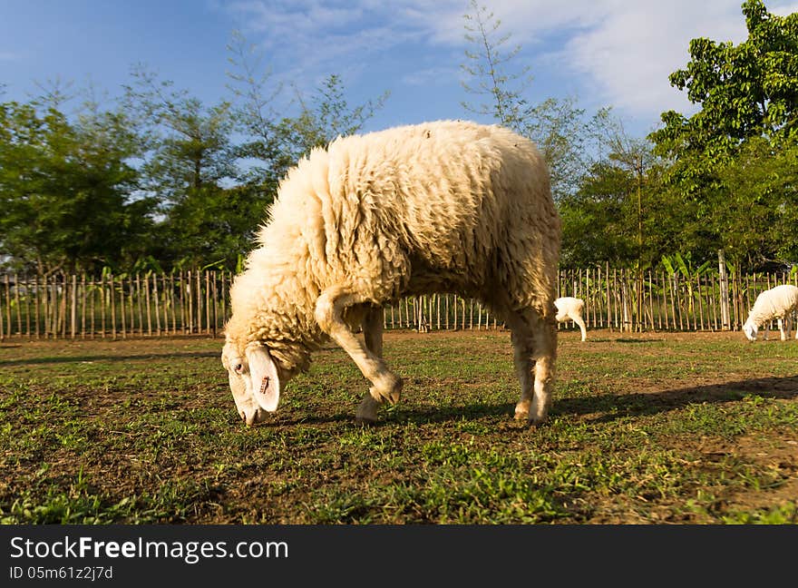 Sheep grazing   in the farm