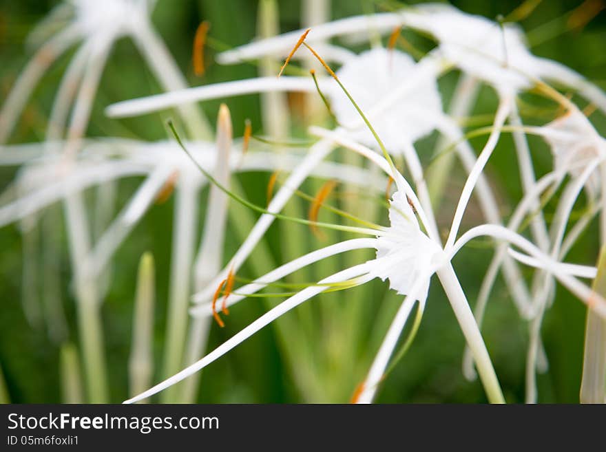 White flower from Cambodia