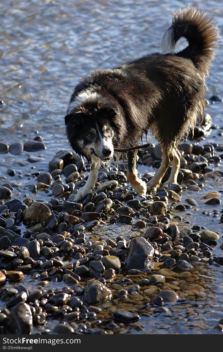 Dog retrieving stick from river