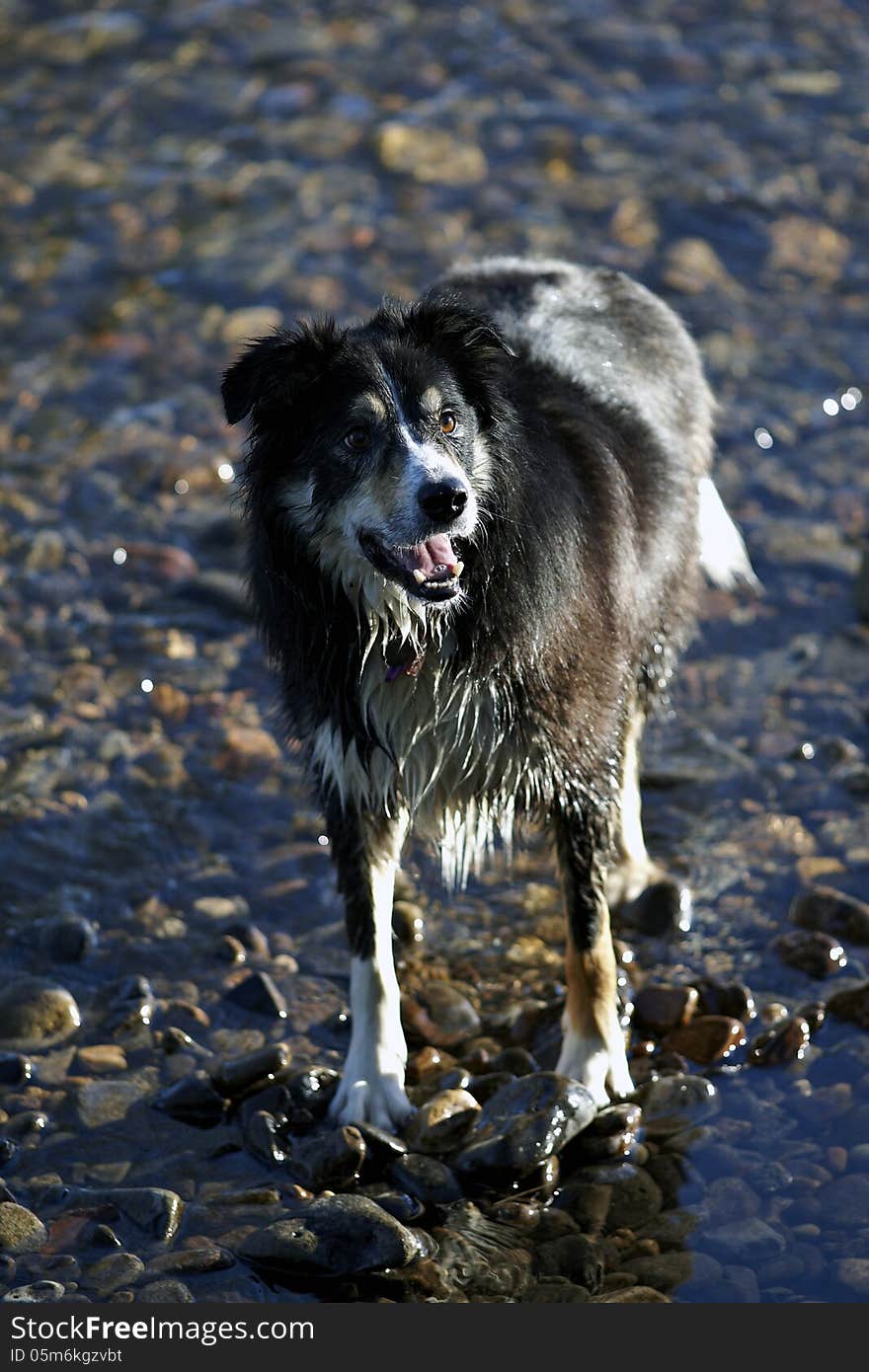 Border Collie standing in shallow river