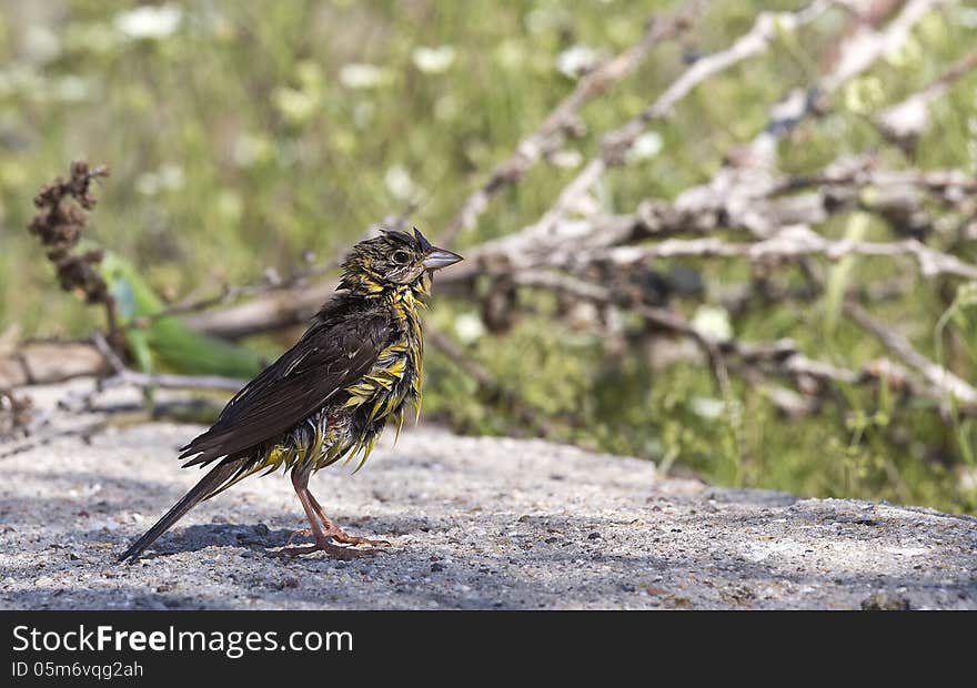 Black-headed Bunting &x28;Emberiza melanocephala&x29