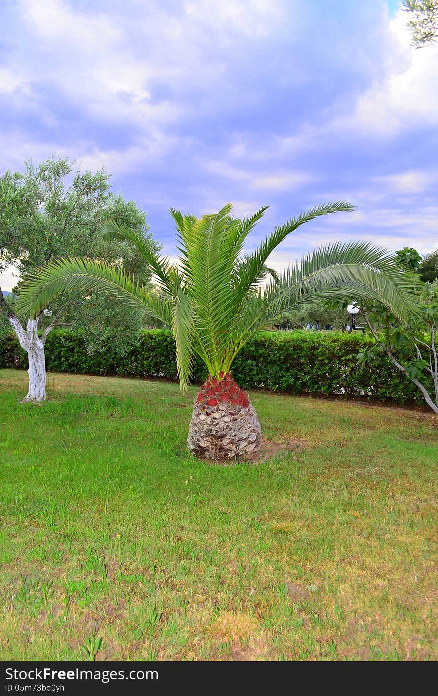 Image of a small palm tree