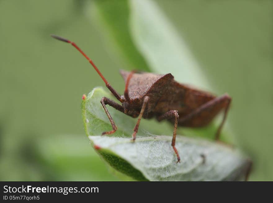 Brown beetle on the green leaf close-up