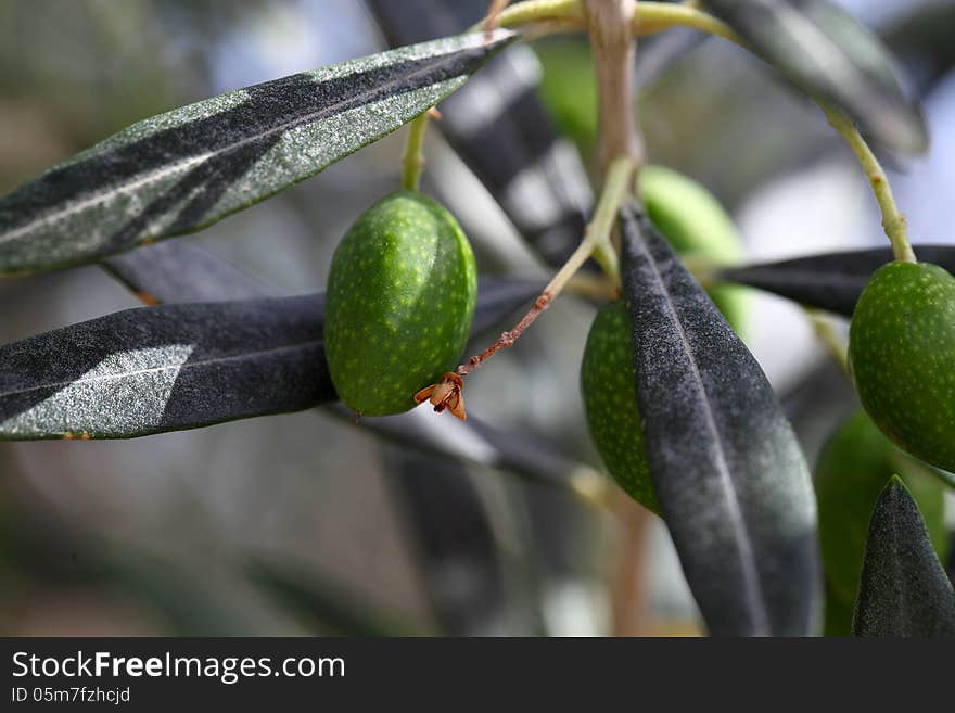 Olives on olive tree in summer